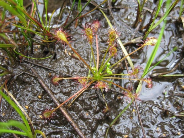 Drosera intermedia1